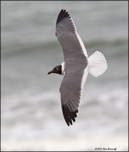 _2SB4517 laughing gull in breeding plumage.jpg
